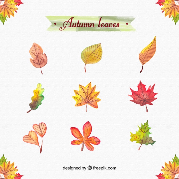 Gratis vector aquarel herfstbladeren