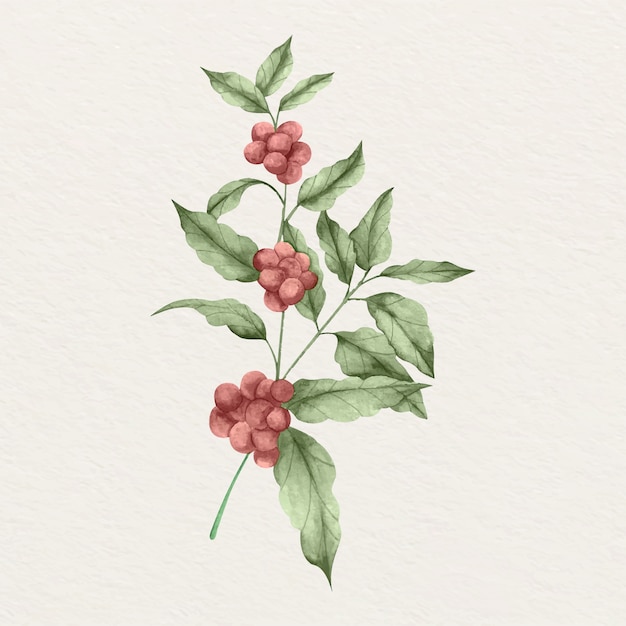 Gratis vector aquarel koffie plant illustratie