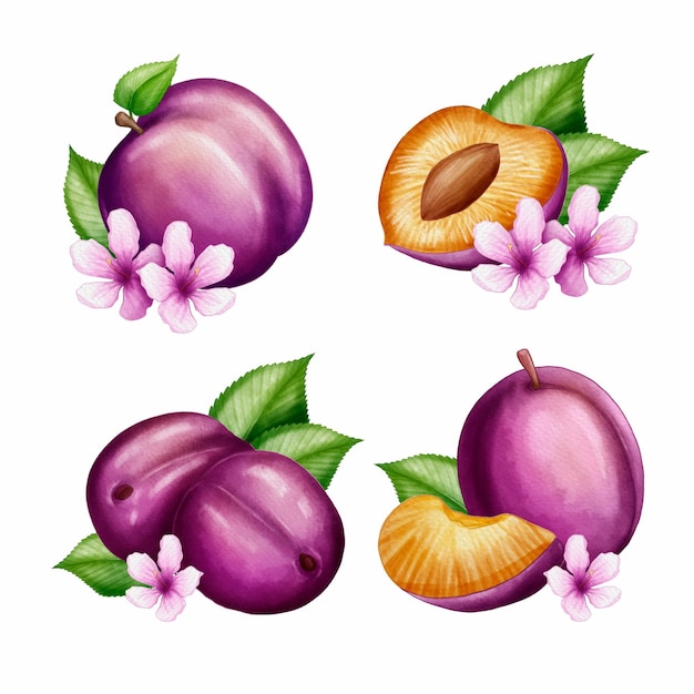 Gratis vector aquarel pruim fruit en bloemen illustratie