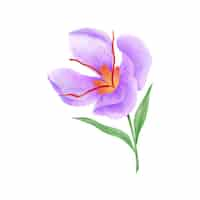 Gratis vector aquarel saffraan bloem illustratie