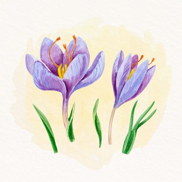 Aquarel saffraan bloem illustratie