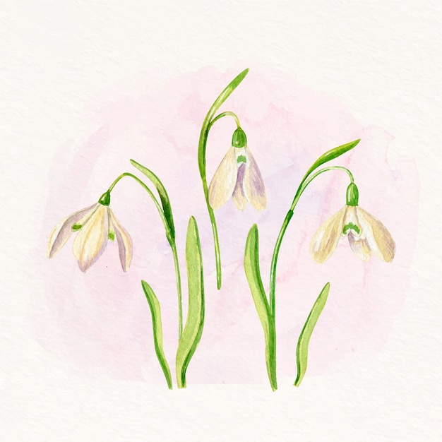 Aquarel sneeuwklokje bloem illustratie