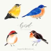 Gratis vector aquarel vogel collectie