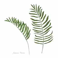 Gratis vector areca-palmblad op witte achtergrond wordt geïsoleerd die