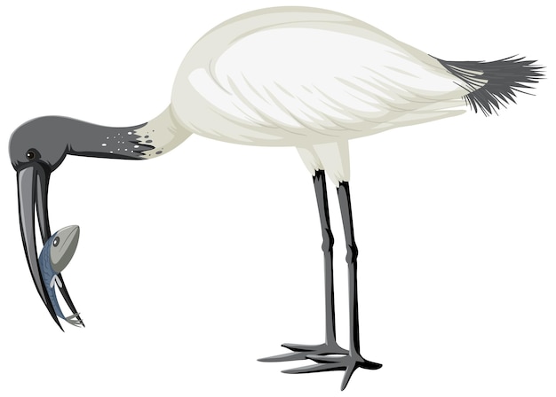 Gratis vector australische witte ibis geïsoleerd