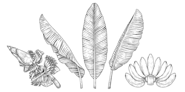 Banaan fruit bladeren en bloesem hand getekende retro afbeelding