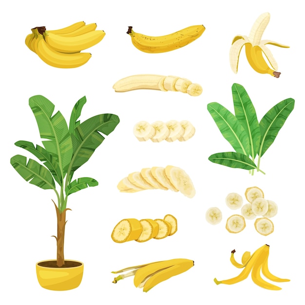 Gratis vector bananen platte set met geïsoleerde afbeeldingen van bladeren van potplanten en bananenvruchten met vectorillustratie van huidplakjes