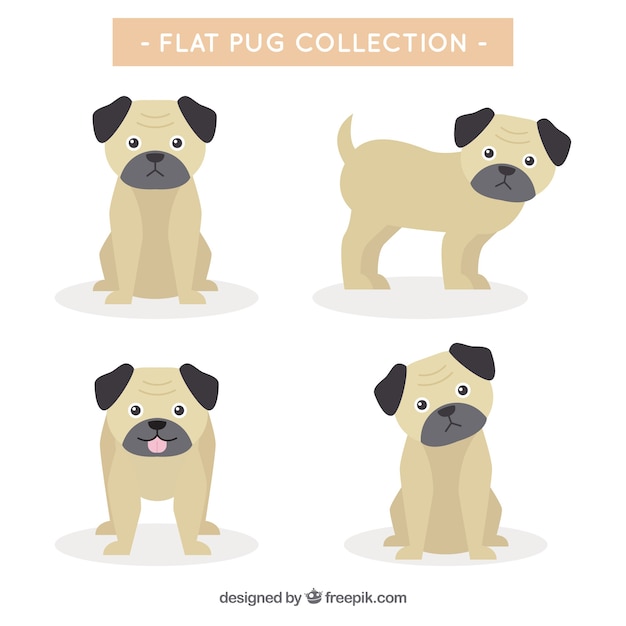 Gratis vector basispakje pugs met vlak ontwerp