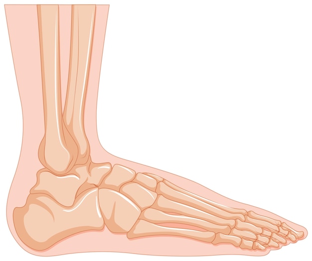 Binnenkant van menselijk voetbeen