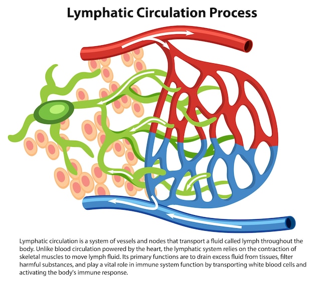 Gratis vector biologie van het lymfatische circulatieproces een cartoon vectorillustratie