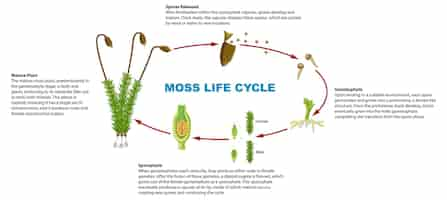 Gratis vector biologiestudie mosplantenlevenscyclus infographic