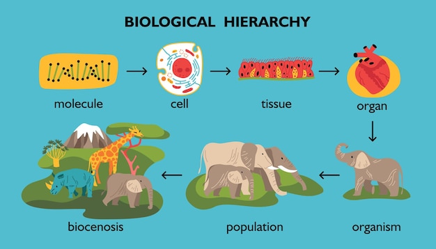 Gratis vector biologische hiërarchie kleurenset van geïsoleerde dieren en planten afbeeldingen met pijlen en bewerkbare tekstbijschriften vectorillustratie