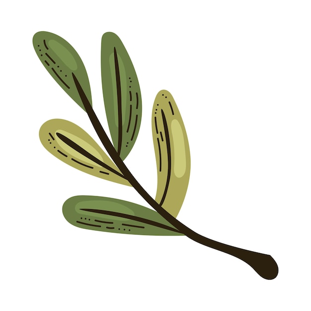 Biologische olijfboomtak