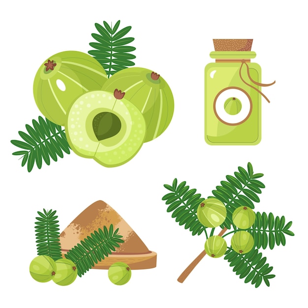 Gratis vector biologische platte amla fruitelementen collectie