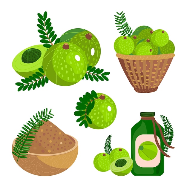 Gratis vector biologische platte amla fruitelementen collectie