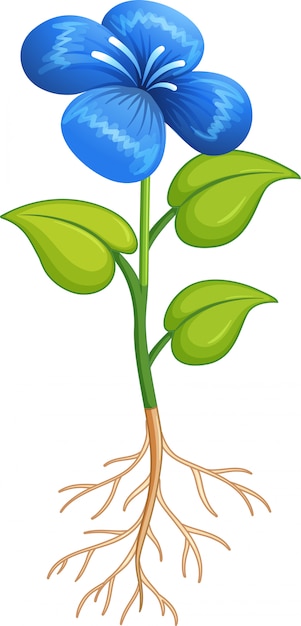 Gratis vector blauwe bloem met groene bladeren en wortels op witte achtergrond