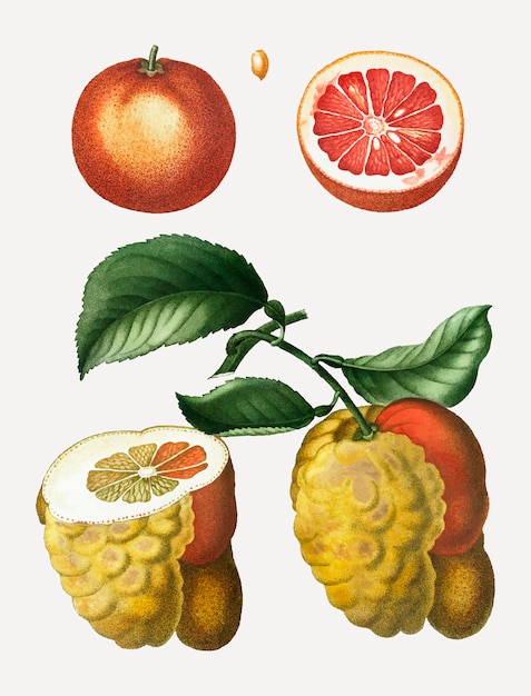 Bloed oranje fruit