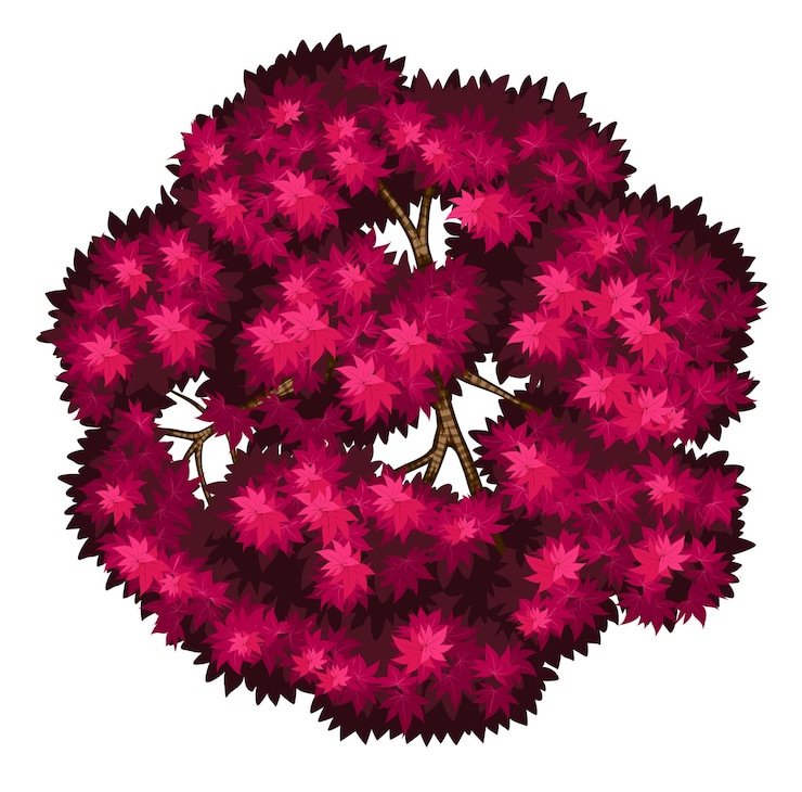 Gratis Vector bloedgoede japanse esdoorn