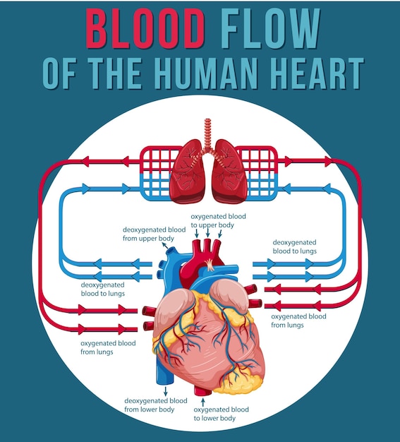Bloedstroom van het menselijk hart