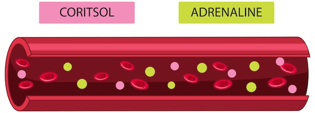 Gratis vector bloedvat met daarin cortisol en adrenaline