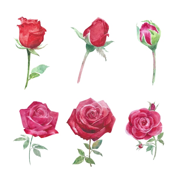 Gratis vector bloei bloem element rode roos waterverf op wit voor decoratief gebruik.