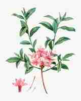 Gratis vector bloeiende azalea