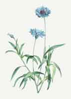 Gratis vector bloeiende blauwe korenbloemen