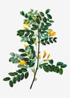 Gratis vector bloeiende siberische erwtenboom