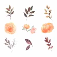 Gratis vector bloem losse aquarel set pioenroos, roos op wit voor decoratief gebruik.