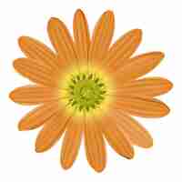 Gratis vector bloem