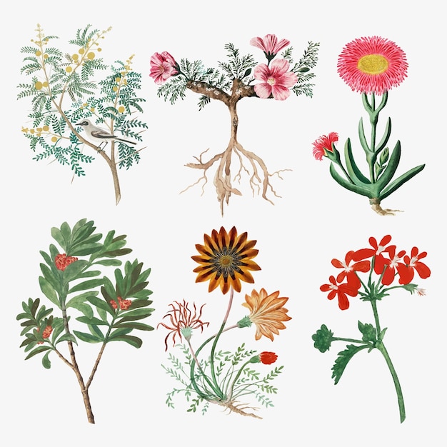 Bloemen vector vintage natuur illustratie, geremixt van de kunstwerken van Robert Jacob Gordon