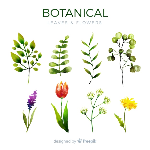 Gratis vector botanische bloemen- en bladerencollectie