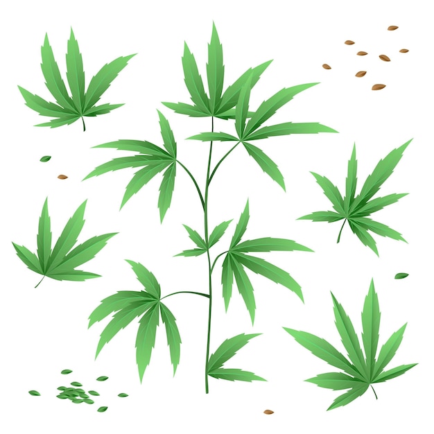 Gratis vector botanische cannabisbladeren