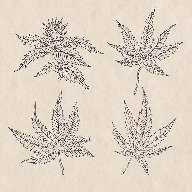 Gratis Vector botanische cannabisbladeren