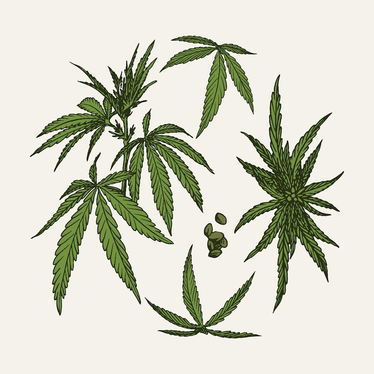 Gratis Vector botanische cannabisbladeren