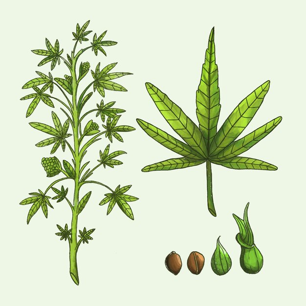 Botanische cannabisbladeren