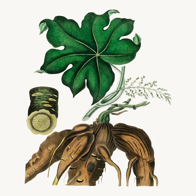 Botanische moonseed verlaat illustratie