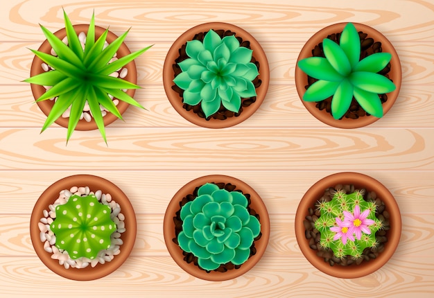 Gratis vector bovenaanzicht plant op houten tafel set