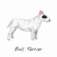 Gratis vector bull terrier