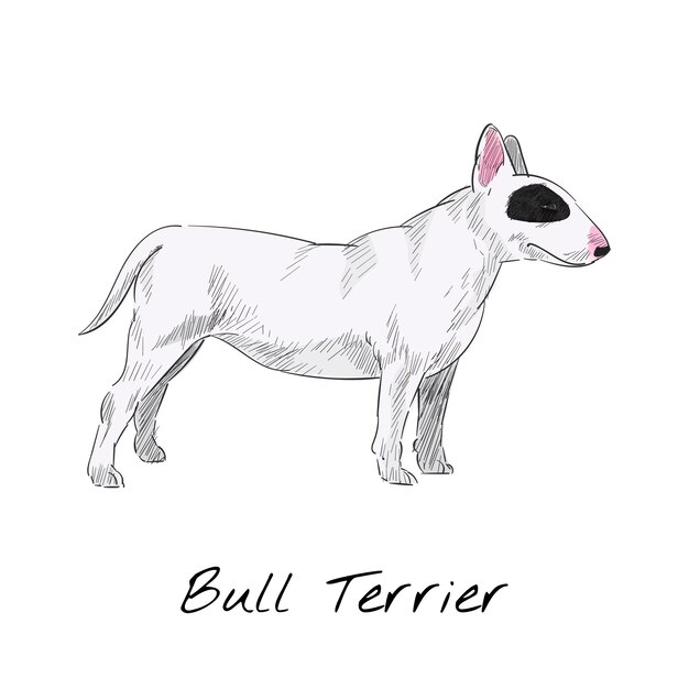 Bull terrier