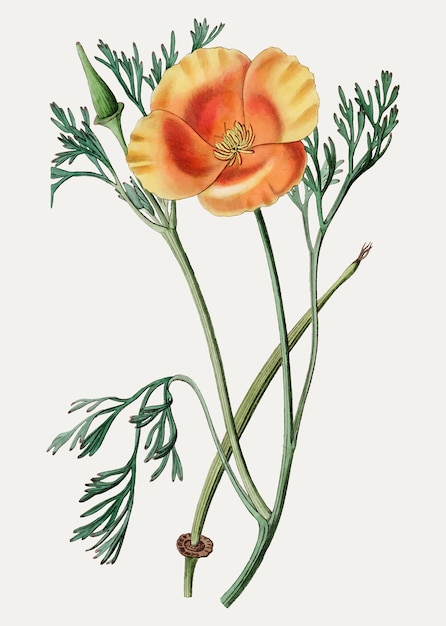 Californië poppy branch