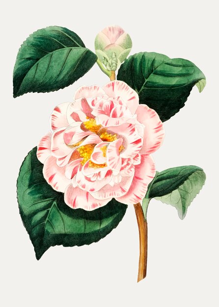 Camellia bloem