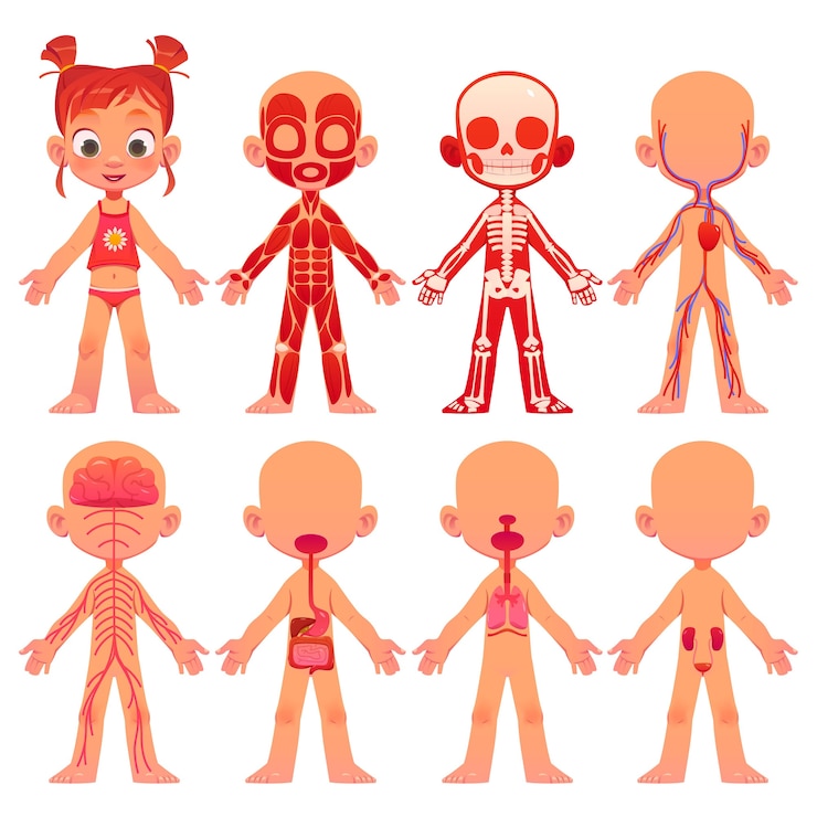 Gratis Vector cartoon kinderen anatomie collectie