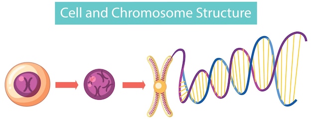 Gratis vector cel- en chromosoomstructuur infographic