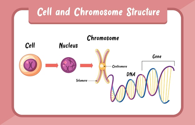 Cel- en chromosoomstructuur infographic