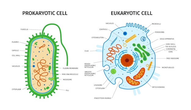 Gratis vector celanatomie van eukaryotische en prokaryotische samenstelling met een reeks kleurrijke afbeeldingen met pointers tekstbijschriften vectorillustratie