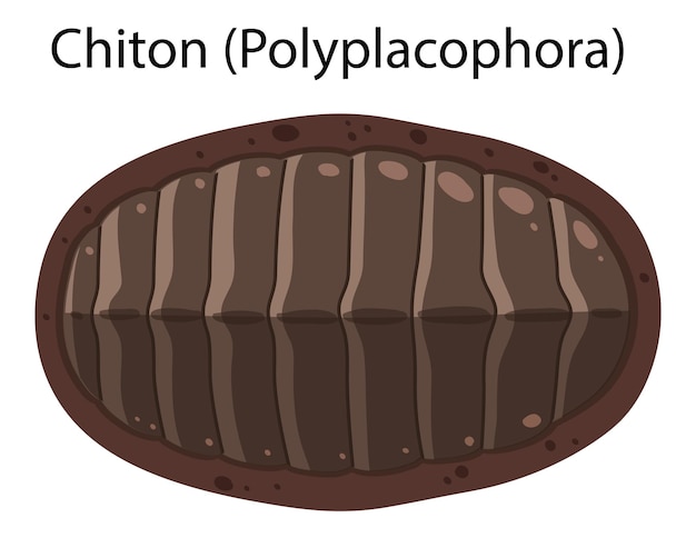 Gratis vector chiton geïsoleerd rotsachtig kustdier