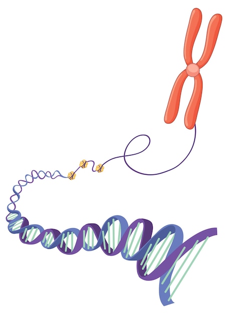 Gratis vector chromosoom- en dna-structuur