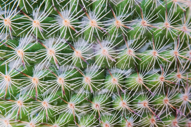 Close-up van cactus plant behang