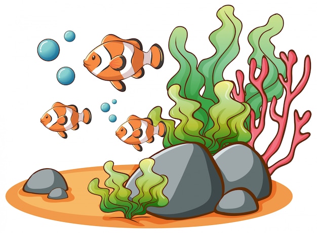 Gratis vector clownfish die op wit zwemt